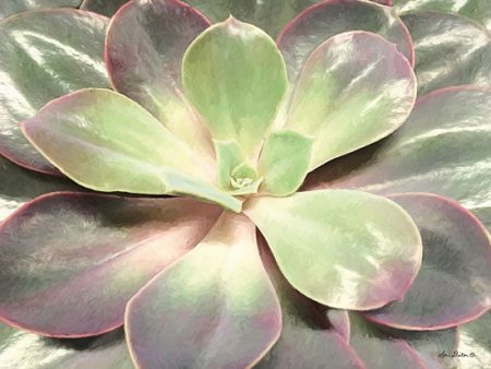 LD1368 - Glowing Succulent I - 16x12 Cheap