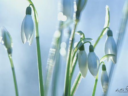 MPP534 - Couple of Snowdrops  - 18x12 on Sale