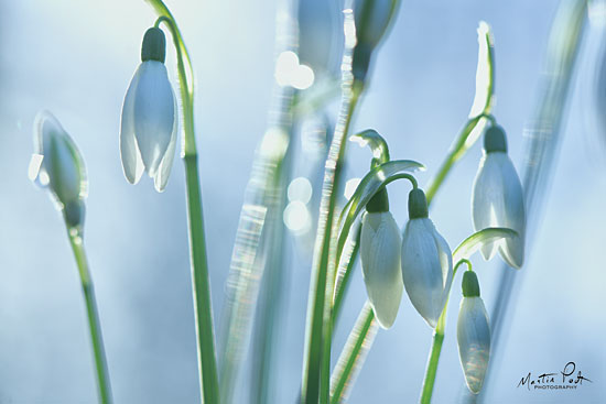 MPP534 - Couple of Snowdrops  - 18x12 on Sale